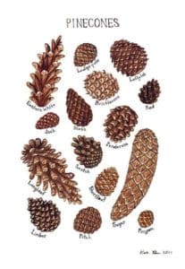 Where Do Pine Nuts Come From: Harvesting Pine Nuts From Pine Cones