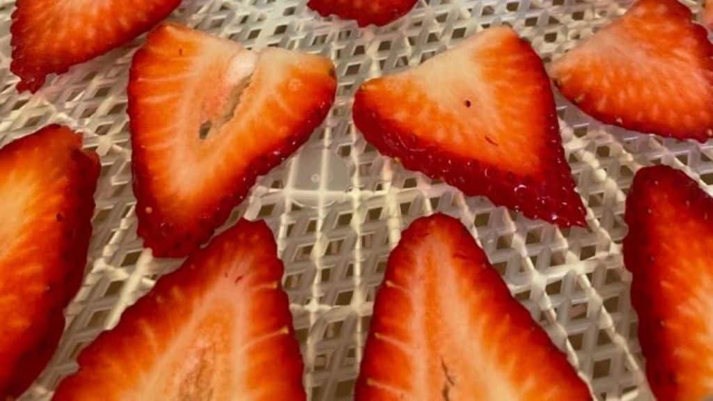 sliced fresh strawberries on dehydrator tray for backpacking meals