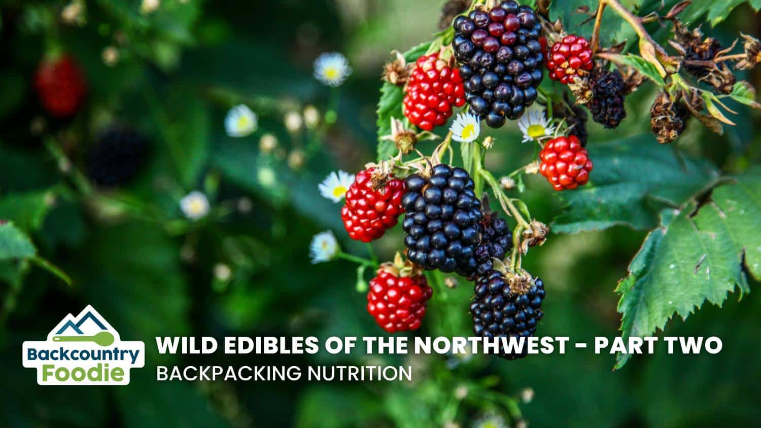 Backcountry Foodie blog Wild Edibles of the Northwest Part Two thumbnail