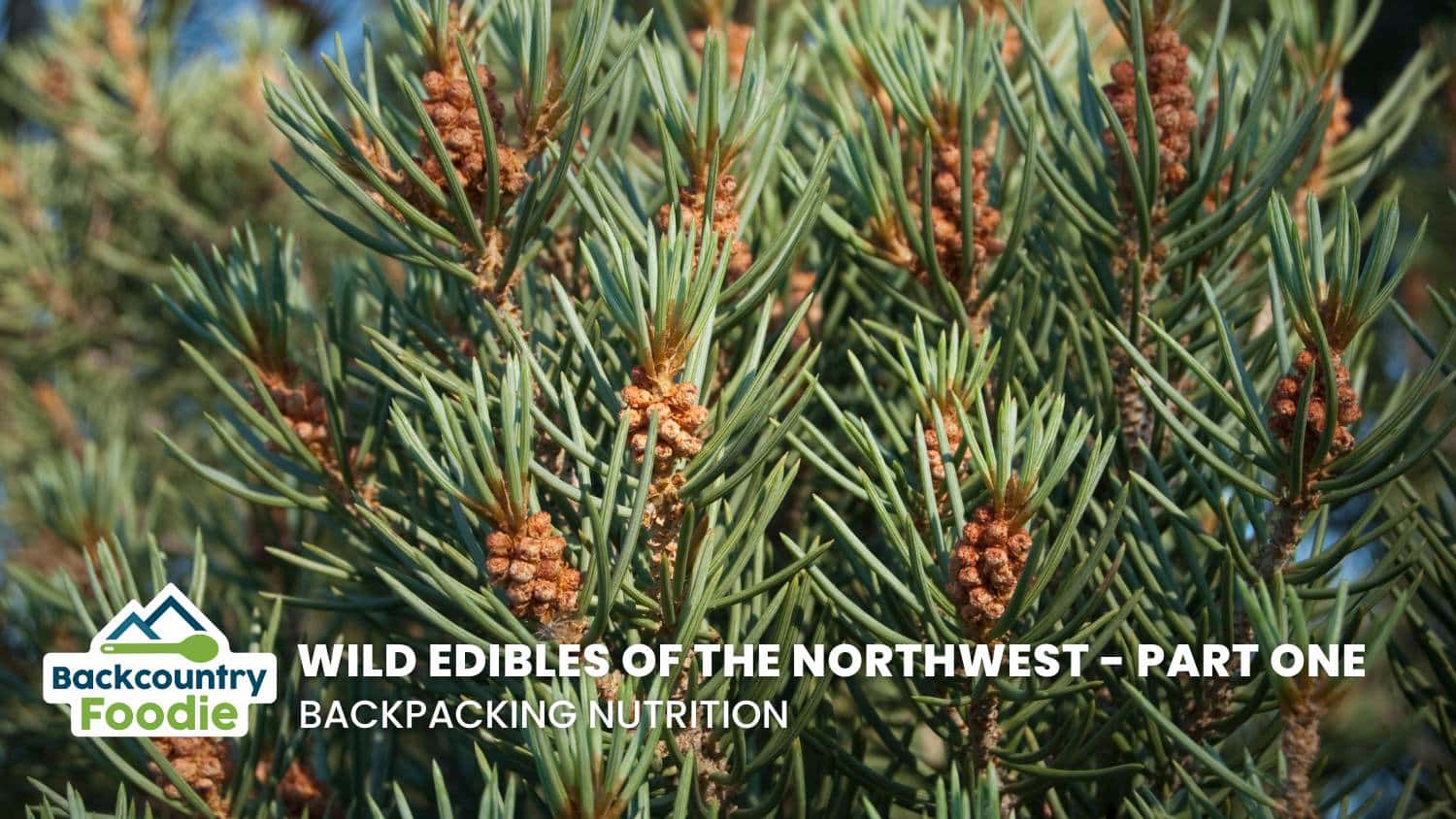Backcountry Foodie blog Wild Edibles of the Northwest Part one thumbnail