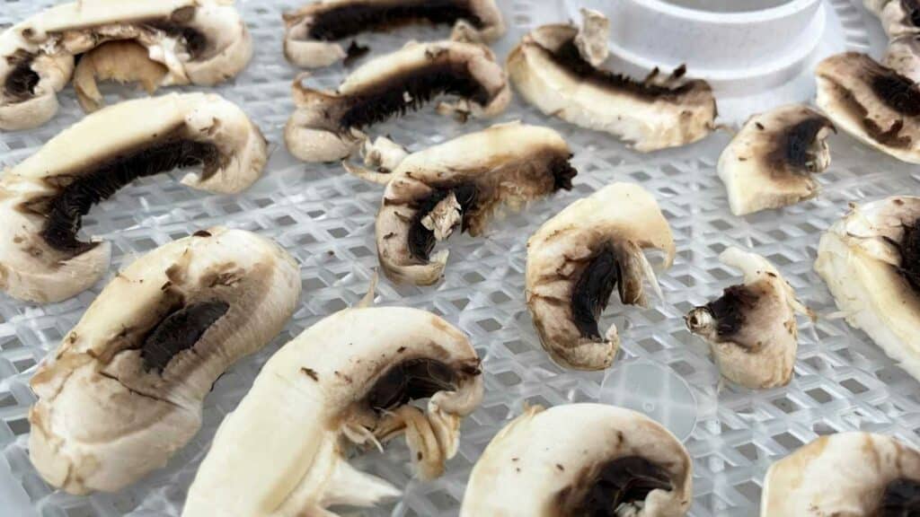 Sliced white mushrooms on a mesh dehydrator tray to be dehydrated for DIY backpacking meals