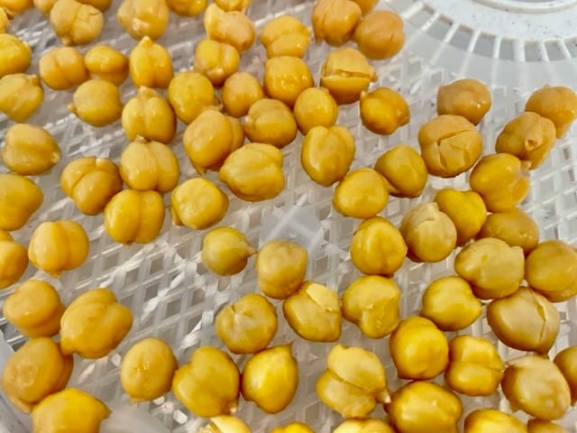 Canned chickpeas layered on a dehydrator tray waiting to be dehydrated for backpacking meals.