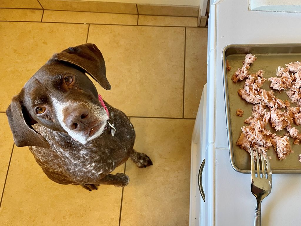 Backcountry Foodie's dog, Ella, waiting for her share of the dehydrated tuna as a dog treat.